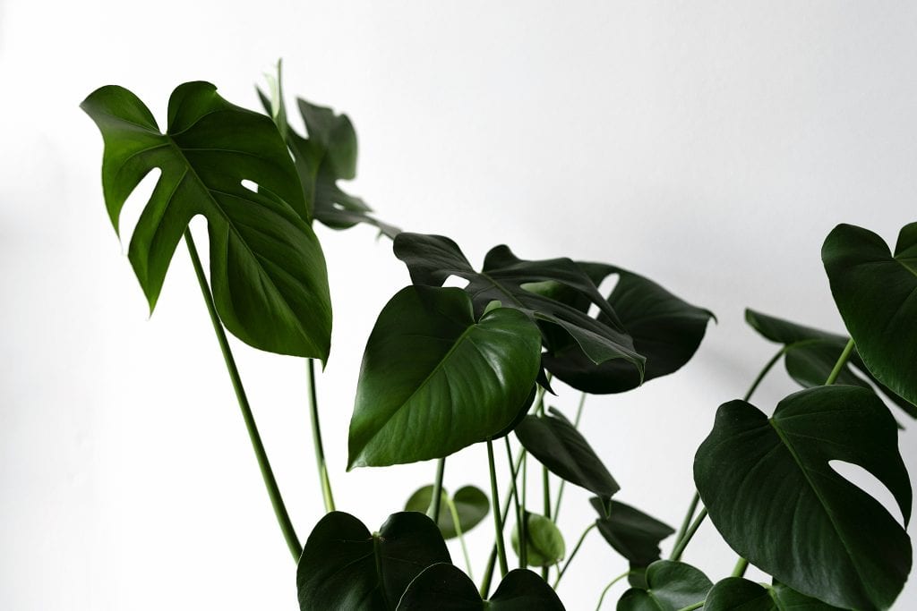 Blattpflanze mit großen, grünen Blättern, ideal für ästhetische Raumgestaltung.